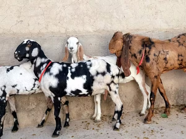 Goat, Goats