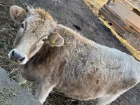 Cow, Swiss cattle — photo 3