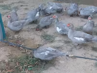 Ducks — الصورة 6