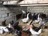 Chickens — zdjęcie 4