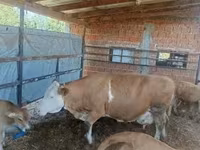 Krowa, French Simmental cattle — zdjęcie 2