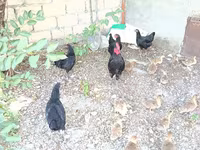 Chickens — photo 2