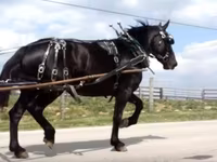 Yegua, Percheron — foto 7