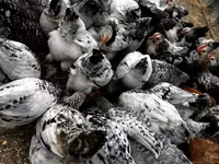Chickens — photo 1