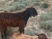 Sheep (batch, sex not specified), Sheep — photo 1