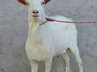 Billy Goat, Dutch Landrace goats — photo 3