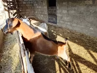 Keçi, Alpine goat — foto 1