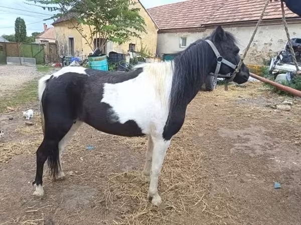 Madyan, Atlar
