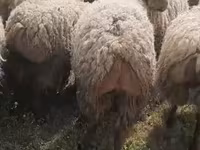 Sheep (batch, sex not specified), Sheep — photo 3