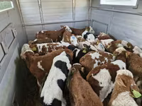 Bulle, Simmental cattle — Foto 3