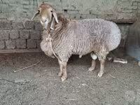 Qoç, Qoyunlar — foto 1