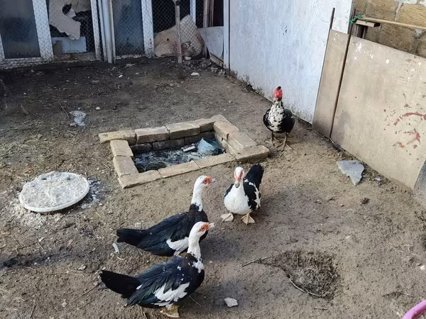 Ducks