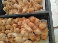 Chickens — foto 1