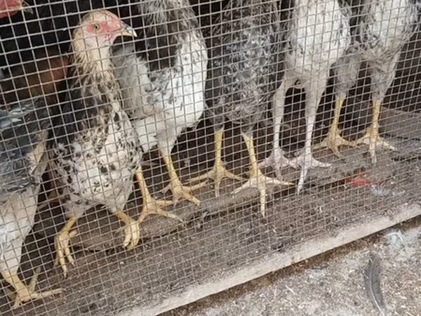 Chickens