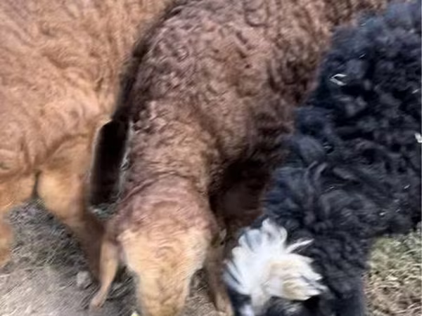 Ram, Sheep