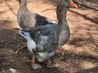 Geese — zdjęcie 2