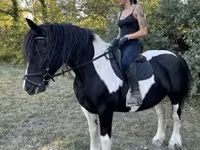Klisna, Gypsy horse — foto 2