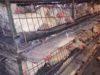 Chickens — foto 5