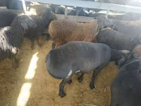 Qoç, Suffolk sheep — foto 3