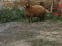 Sheep, Sheep — photo 3