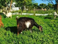 Goat, Saanen goat — photo 4