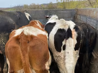 Býk, Russian Black pied cattle — foto 2