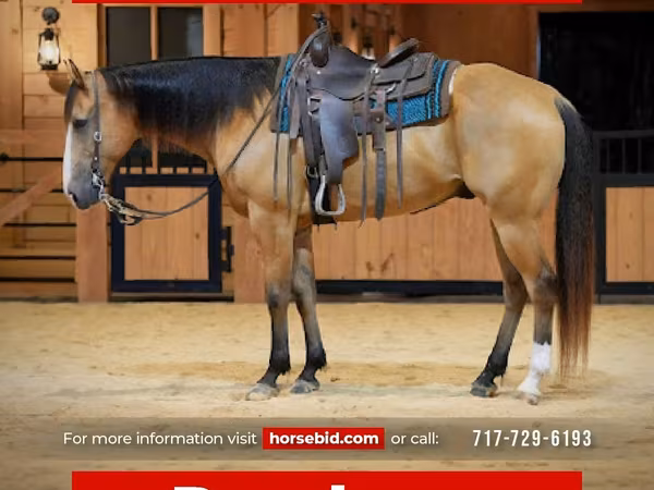 حصان, Quarter Horse