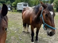 Égua, Međimurje horse — foto 2