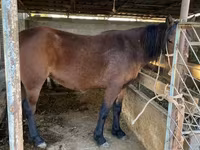At, Tatar horse — foto 1
