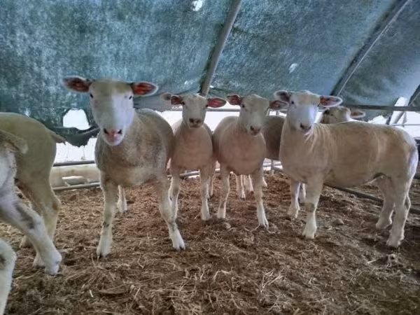 Sheep, Ile-de-France sheep