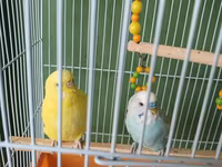 Dalmatin və sarı rəngli iki dalğıç papuqay (büdcəri) ilə birlikdə — 照片 2