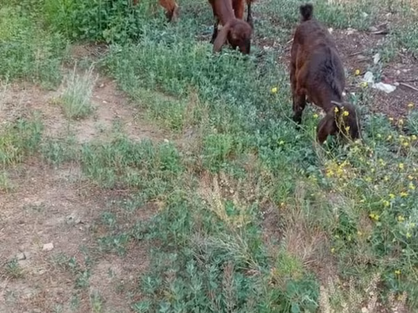 Dişi keçi, Keçilər — Azərbaycan