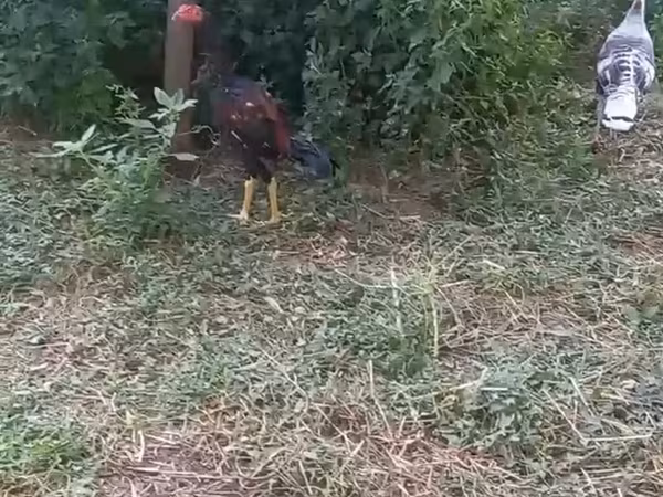 Chickens — Azərbaycan