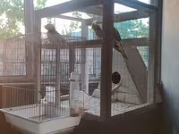 Nimfa (Cockatiel) tutuquşuları və quşlar üçün geniş qəfəs dəsti — الصورة 4