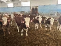 सांड, Simmental cattle — फ़ोटो 3