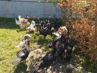 Turkeys — foto 3