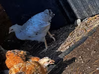 Chickens — 照片 3
