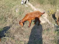 Ziegen (Partie, Geschlecht nicht angegeben), Ziegen — Foto 1