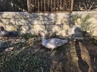 Ducks — الصورة 4