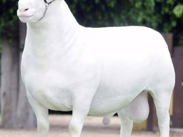 Sheep (batch, sex not specified), Dorper sheep