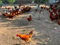Chickens — Foto 2