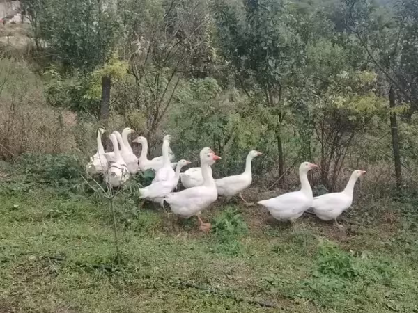 Geese — أرمينيا