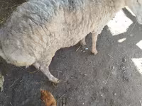 Sheep, Sheep — photo 1