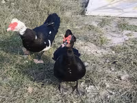 Ev Muskovisi — foto 4