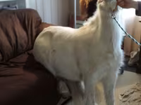 Stute, Miniature horse — Foto 7