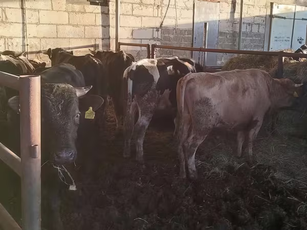 Bulle, Simmental cattle