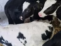Cattle (batch, sex not specified), Cattle — photo 8