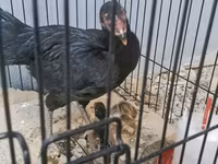 Shamo chickens — foto 5