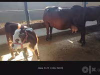 Cow, Simmental cattle — photo 4