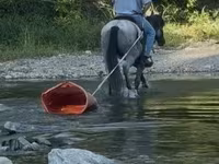 घोड़ा, Quarter Horse — फ़ोटो 5